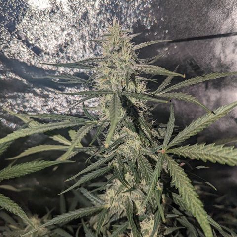 Afghan Kush Auto growlog timeline photo