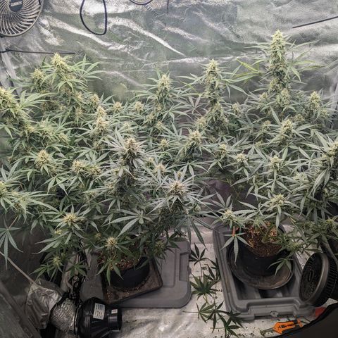 Afghan Kush Auto growlog timeline photo