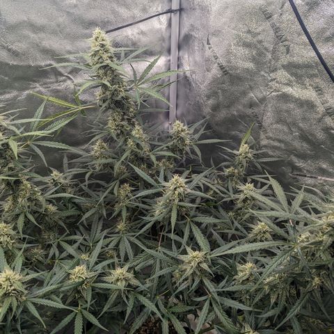 Afghan Kush Auto growlog timeline photo