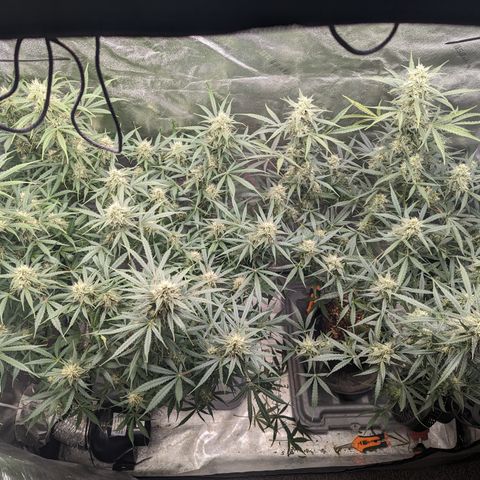 Afghan Kush Auto growlog timeline photo