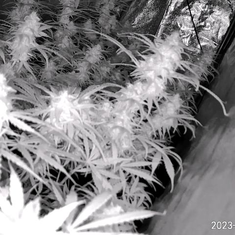 Afghan Kush Auto growlog timeline photo