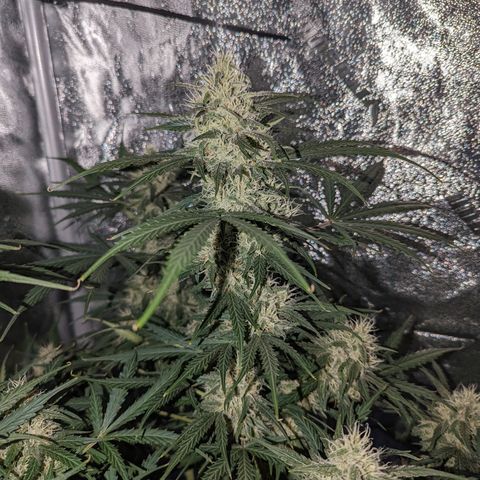Afghan Kush Auto growlog timeline photo