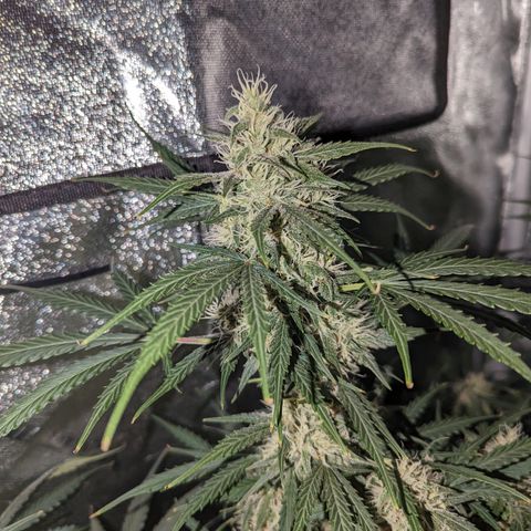 Afghan Kush Auto growlog timeline photo