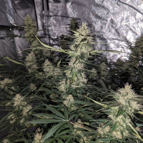 Afghan Kush Auto growlog timeline photo