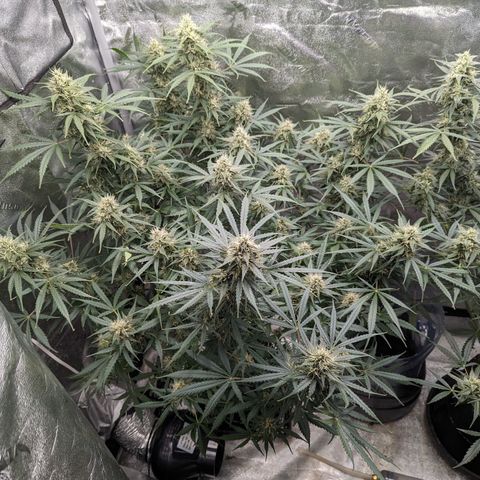 Afghan Kush Auto growlog timeline photo