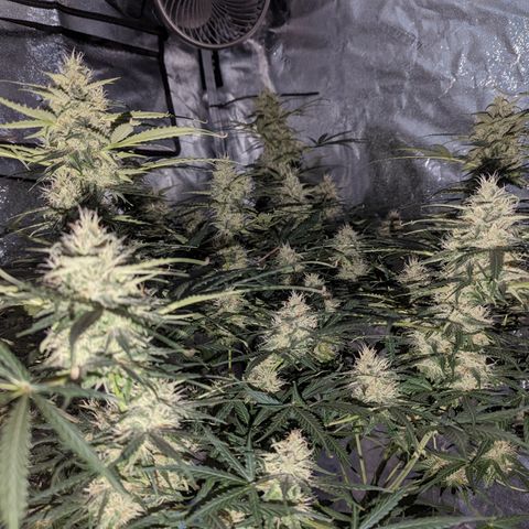 Afghan Kush Auto growlog timeline photo