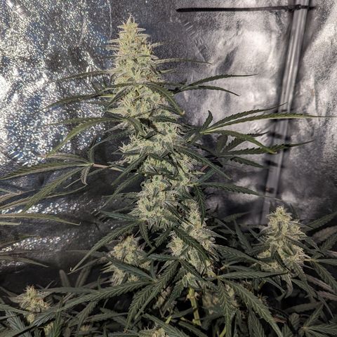 Afghan Kush Auto growlog timeline photo