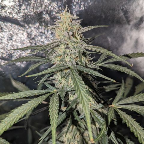 Afghan Kush Auto growlog timeline photo