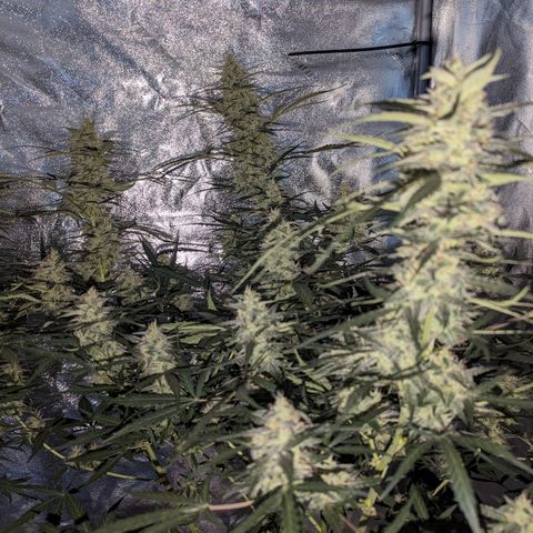 Afghan Kush Auto growlog timeline photo