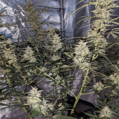 Afghan Kush Auto growlog timeline photo