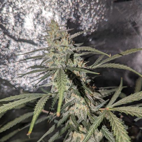 Afghan Kush Auto growlog timeline photo