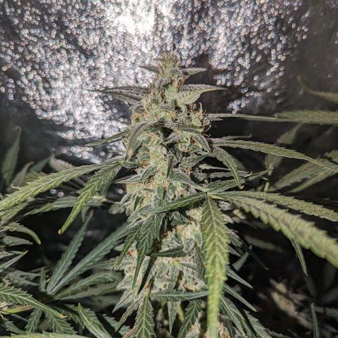 Afghan Kush Auto growlog timeline photo