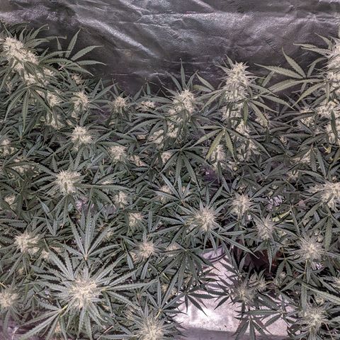 Afghan Kush Auto growlog timeline photo