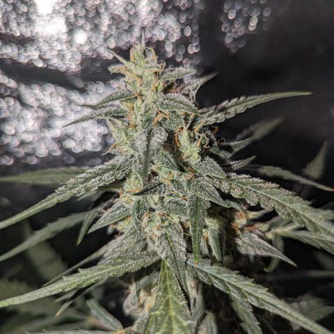 Afghan Kush Auto growlog timeline photo