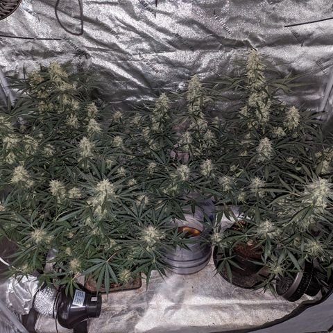 Afghan Kush Auto growlog timeline photo
