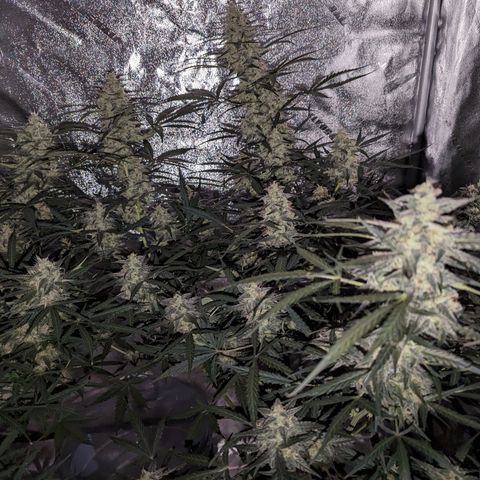 Afghan Kush Auto growlog timeline photo