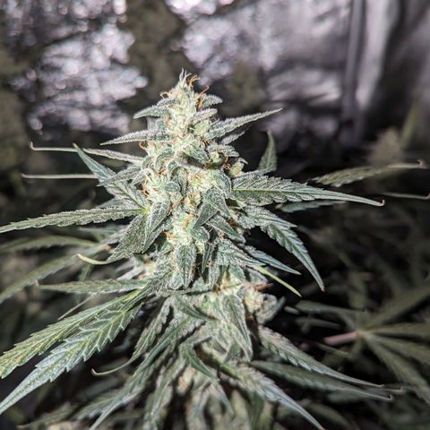 Afghan Kush Auto growlog timeline photo