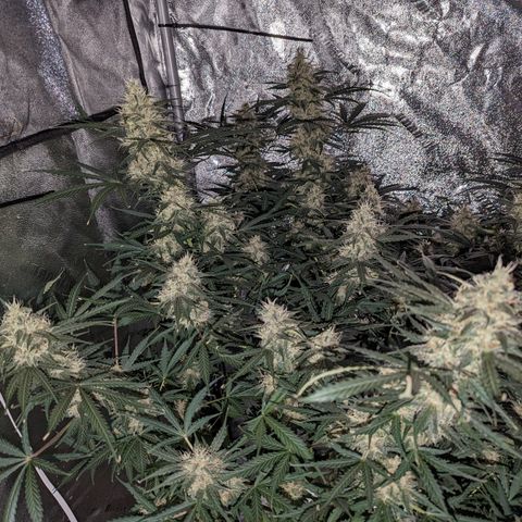 Afghan Kush Auto growlog timeline photo