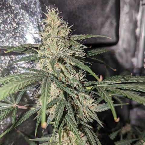 Afghan Kush Auto growlog timeline photo