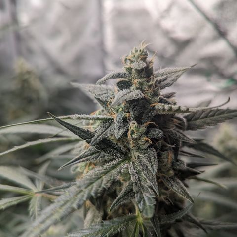 Afghan Kush Auto growlog timeline photo