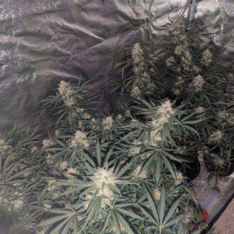 Afghan Kush Auto growlog timeline photo