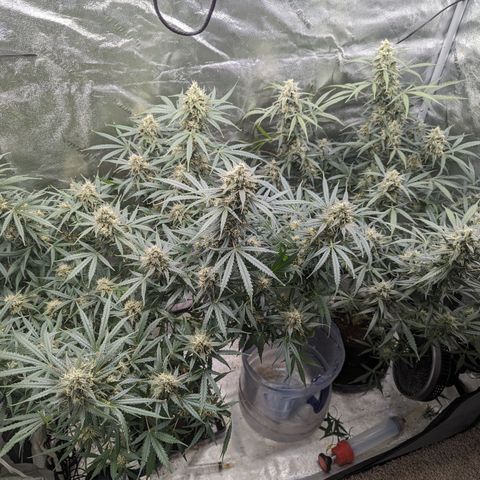 Afghan Kush Auto growlog timeline photo