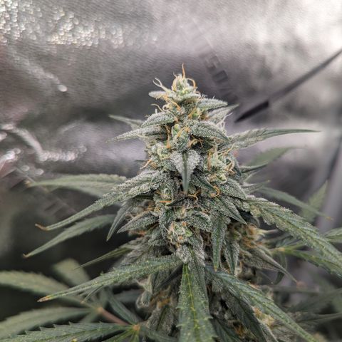 Afghan Kush Auto growlog timeline photo