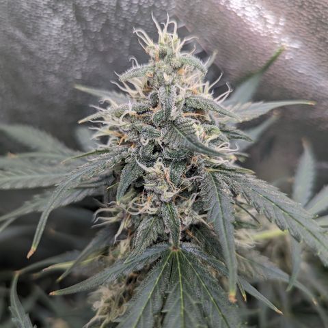 Afghan Kush Auto growlog timeline photo