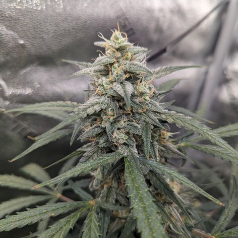 Afghan Kush Auto growlog timeline photo