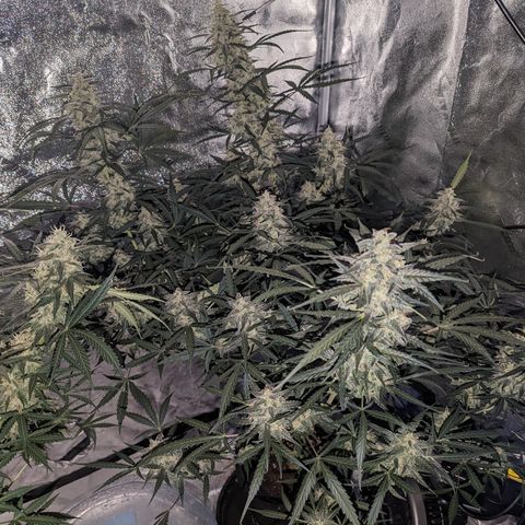 Afghan Kush Auto growlog timeline photo