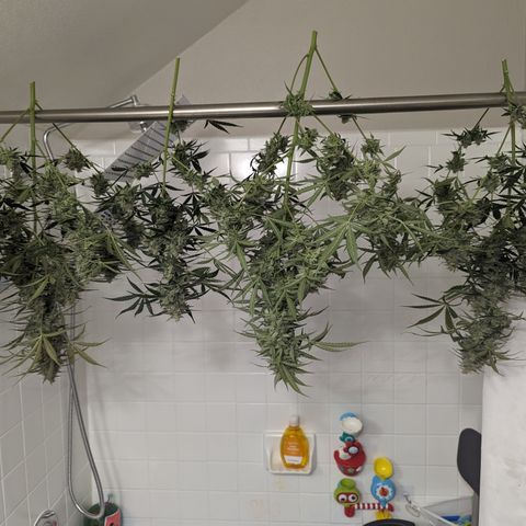 Afghan Kush Auto growlog timeline photo