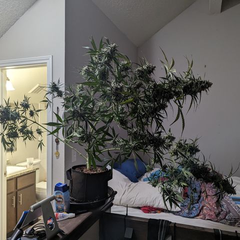 Afghan Kush Auto growlog timeline photo