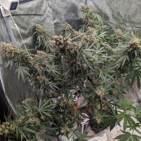 Afghan Kush Auto growlog timeline photo