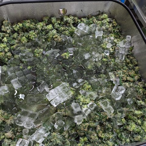 Afghan Kush Auto growlog photo: 1300 g FF > 27g Rosin
2%
Beginning cold Cure 
