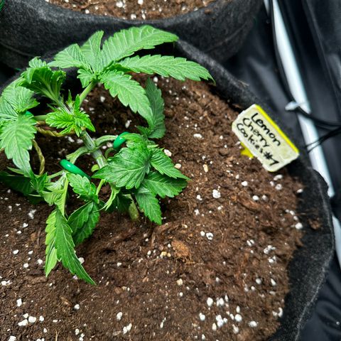 Lemon Cherry Cookies #1 growlog timeline photo