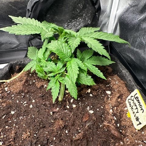 Lemon Cherry Cookies #1 growlog timeline photo