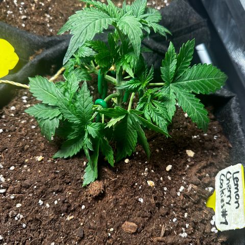 Lemon Cherry Cookies #1 growlog timeline photo
