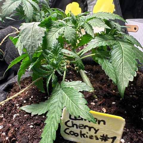 Lemon Cherry Cookies #1 growlog timeline photo