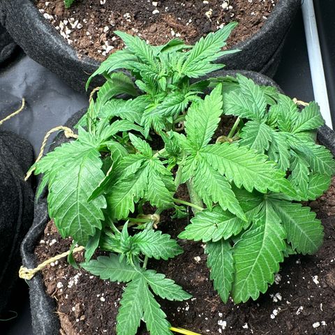 Lemon Cherry Cookies #1 growlog timeline photo