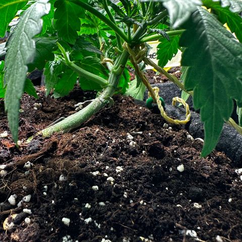 Lemon Cherry Cookies #1 growlog timeline photo