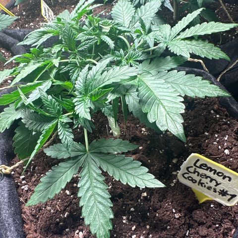 Lemon Cherry Cookies #1 growlog timeline photo