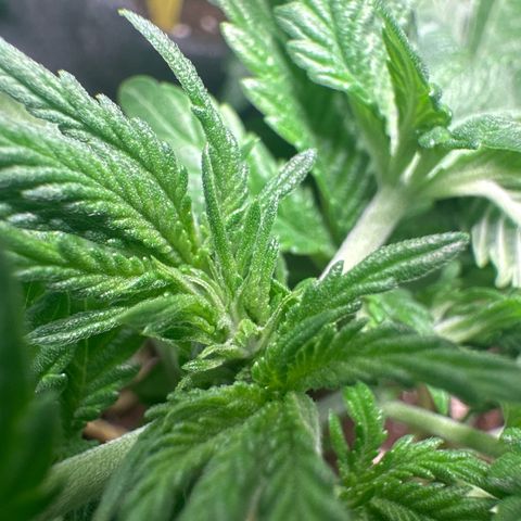 Lemon Cherry Cookies #1 growlog timeline photo