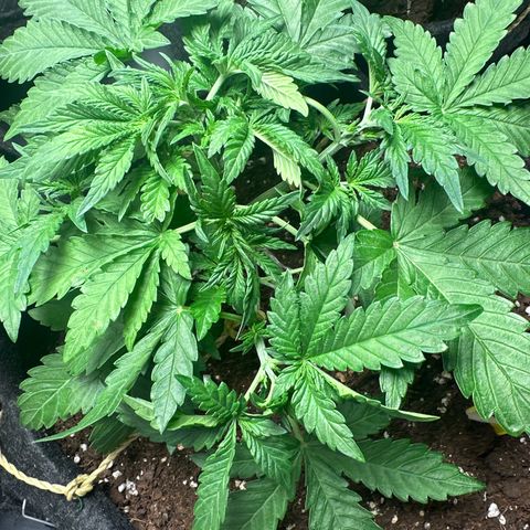 Lemon Cherry Cookies #1 growlog timeline photo