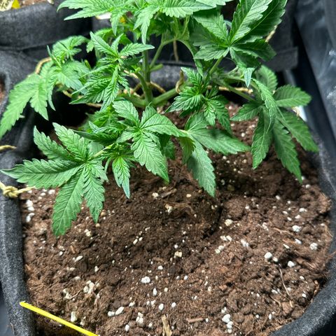 Lemon Cherry Cookies #1 growlog timeline photo