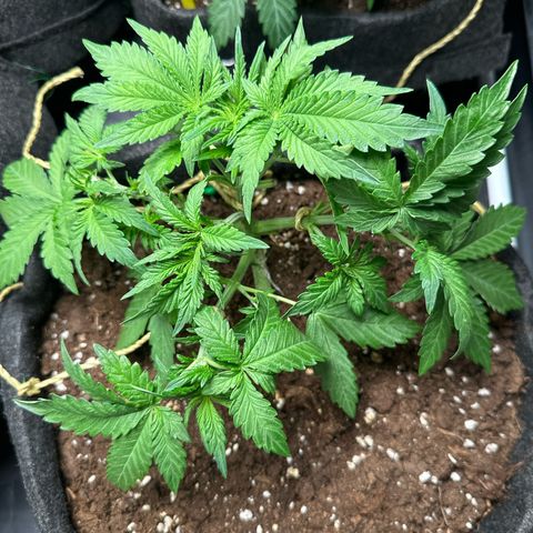 Lemon Cherry Cookies #1 growlog timeline photo