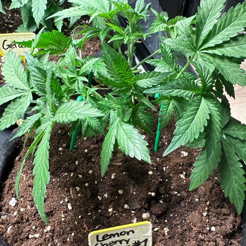Lemon Cherry Cookies #1 growlog timeline photo
