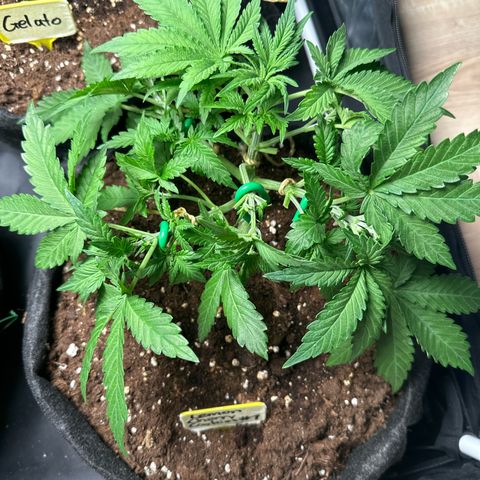Lemon Cherry Cookies #1 growlog timeline photo