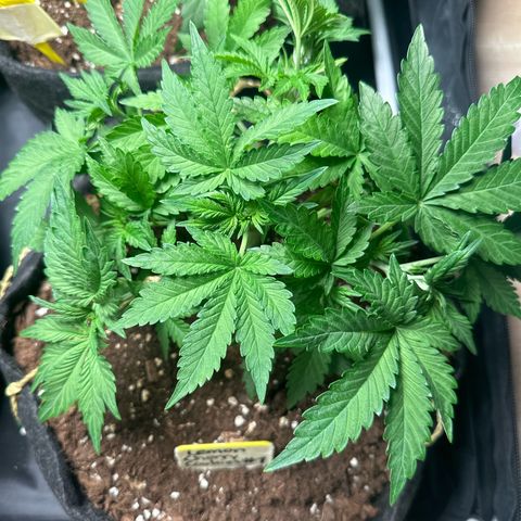Lemon Cherry Cookies #1 growlog timeline photo