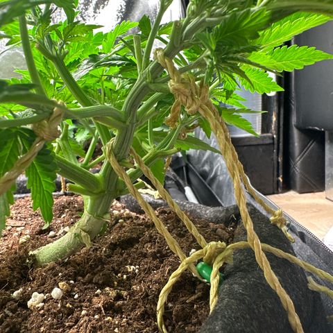 Lemon Cherry Cookies #1 growlog timeline photo