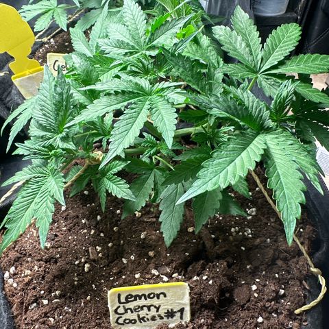 Lemon Cherry Cookies #1 growlog timeline photo